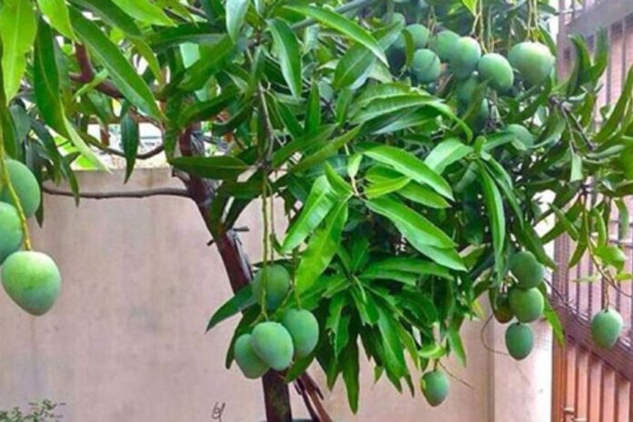 Mango Tree Vastu