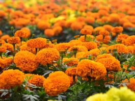 Marigold Flower