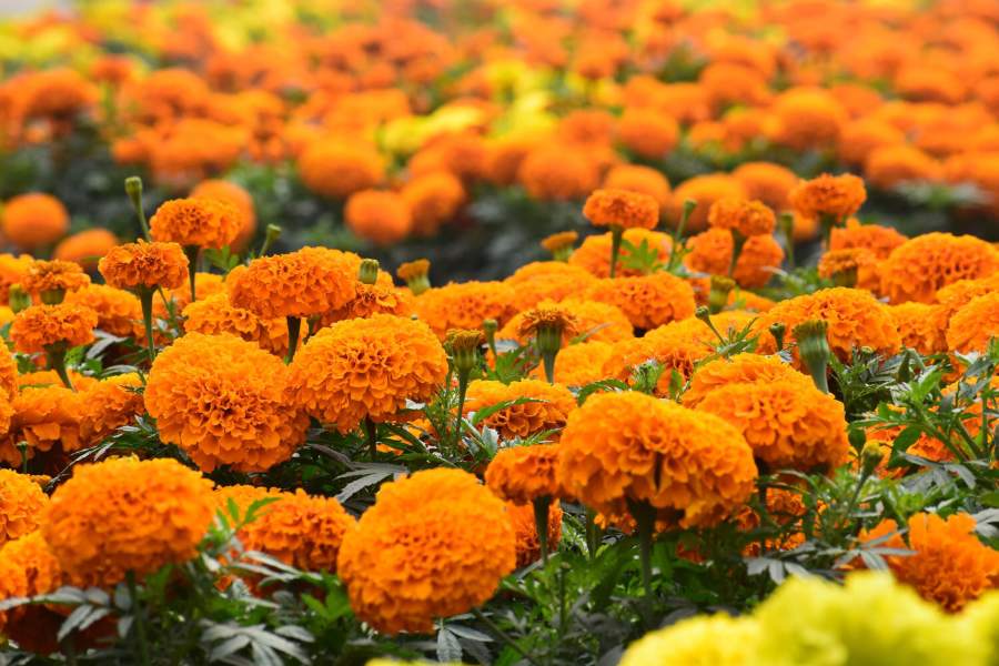 Marigold Flower