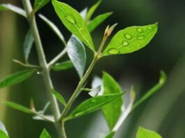 Mehndi Plant Vaastu Tips