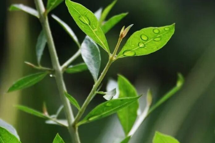 Mehndi Plant Vaastu Tips