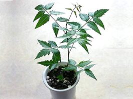 Neem Vastu Tips