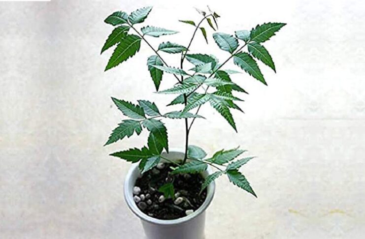 Neem Vastu Tips