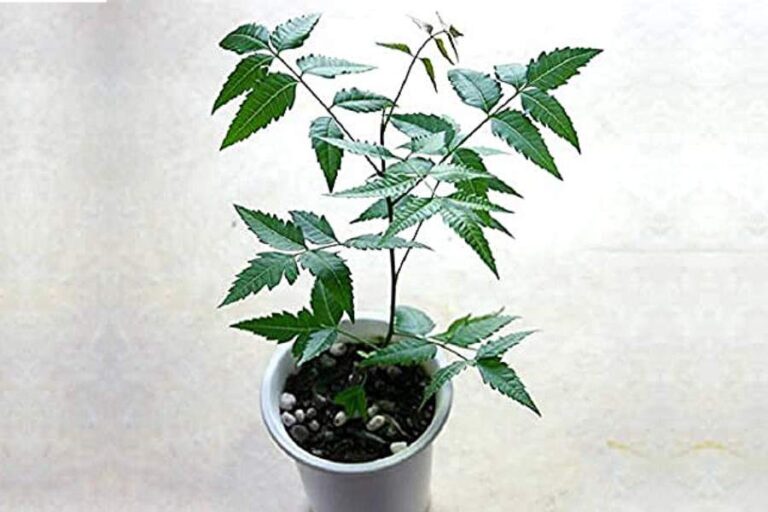 Neem Vastu Tips