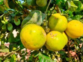 Nimbu Vastu Tips