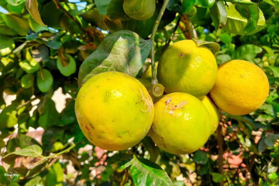 Nimbu Vastu Tips