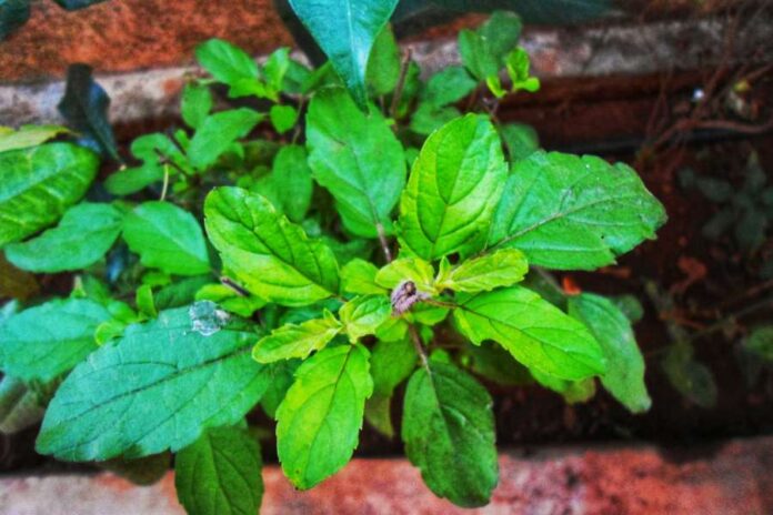 Tulsi Root Benefits