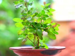 Tulsi Tips