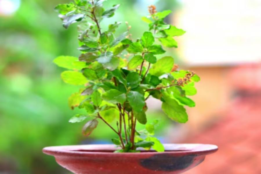Tulsi Tips