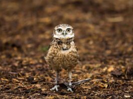 Vastu Rules For Owl Statue