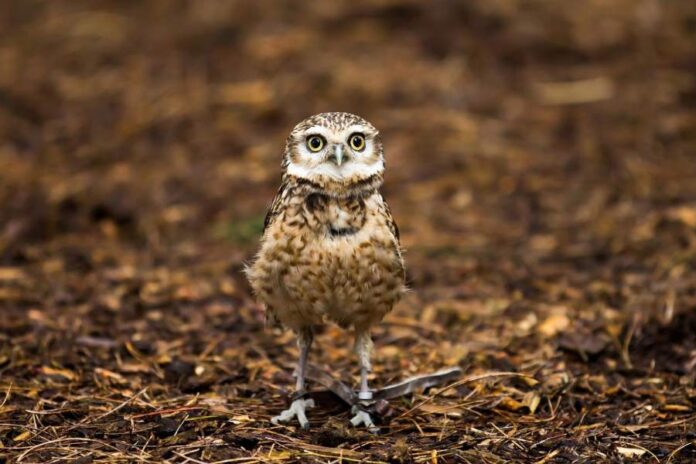 Vastu Rules For Owl Statue