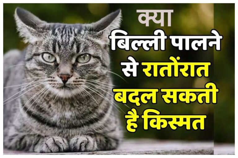 Vastu Shastra For Cat : बदल जाएगी किस्मत, बिल्ली पालने से जुड़ी इन बातों को अगर रखें ध्यान