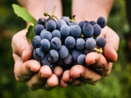Why Black Grapes Are Costly