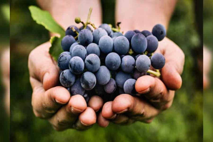 Why Black Grapes Are Costly Why Black Grapes Are Costly