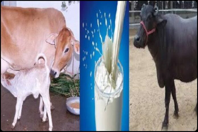 Cow Milk vs Buffalo Milk