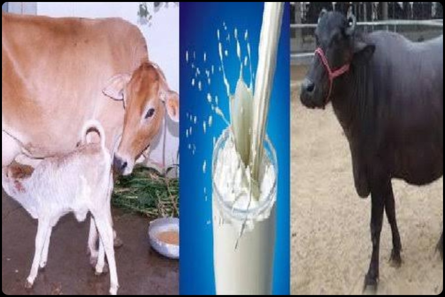 Cow Milk vs Buffalo Milk