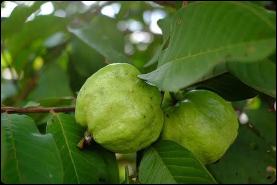 Guava Leaves Benefits