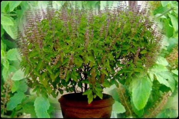 Tulsi Plant