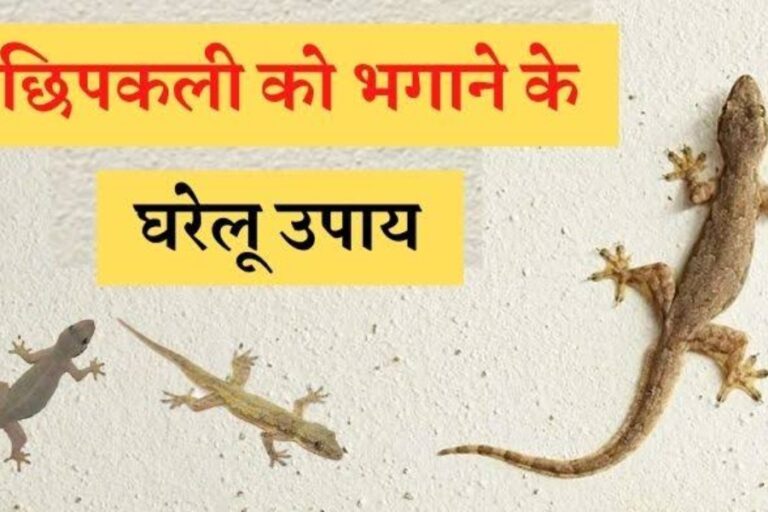Lizards Home Remedies