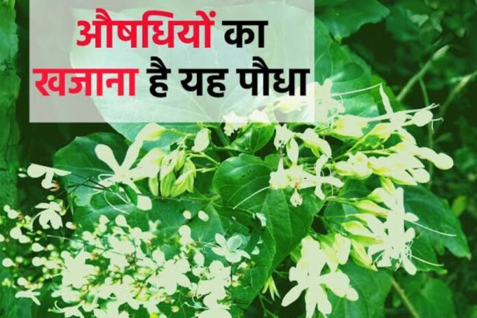 Benefits of Bhatwas
