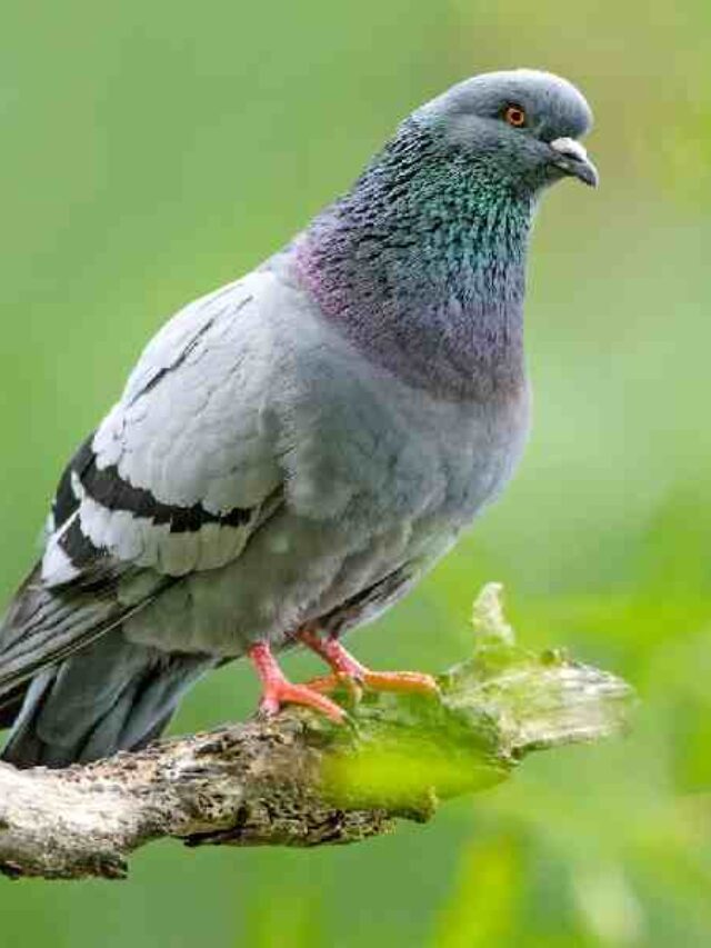 Kabootar Bhagane Ke Nuskhe, Home Remedies to Stop Pigeon in Balcony