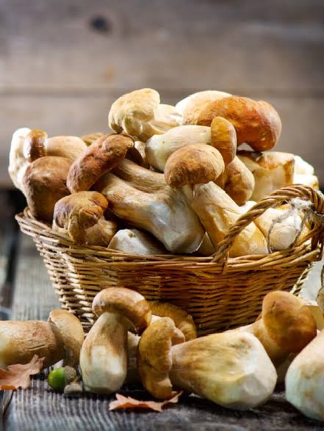 Mushrooms Benefits