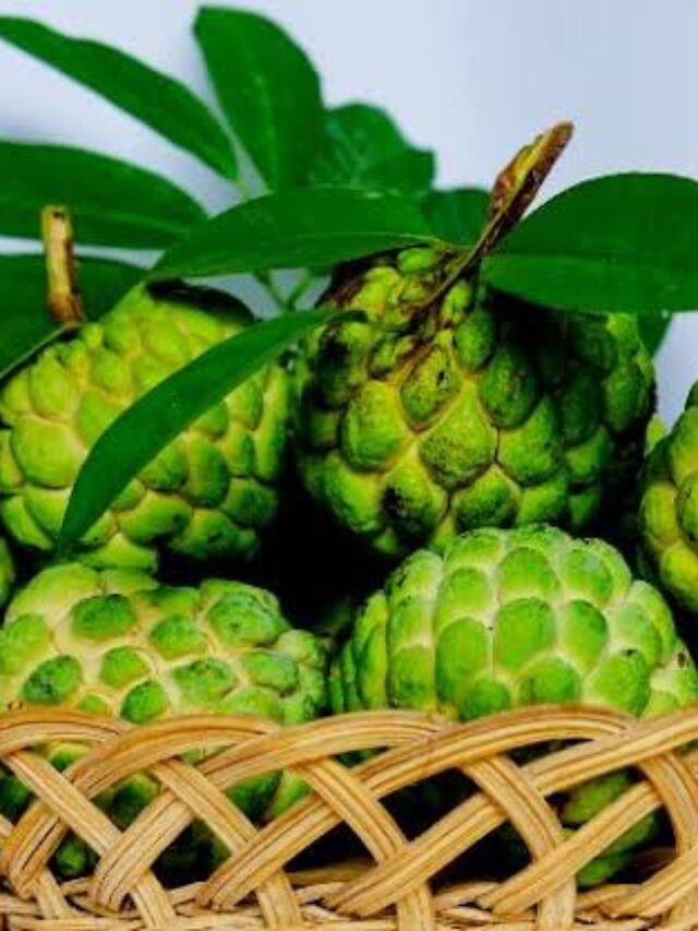 Benefits of Custard Apple: सेहत के लिए संजीवनी बूटी है यह फल, खाने से मिलते हैं जबरदस्त फायदे