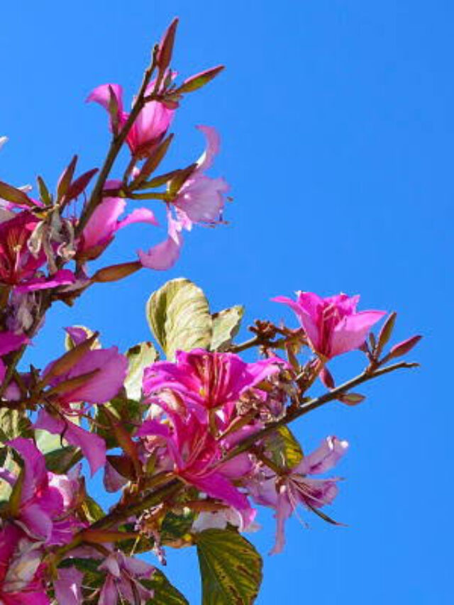 Kanchnar Benefits: खाली पेट इस फूल का पिए काढ़ा, इन बीमारियों से मिलेगा छुटकारा