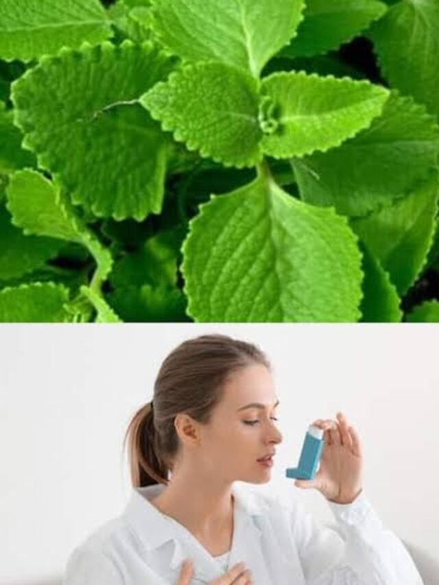 Ajwain Leaves