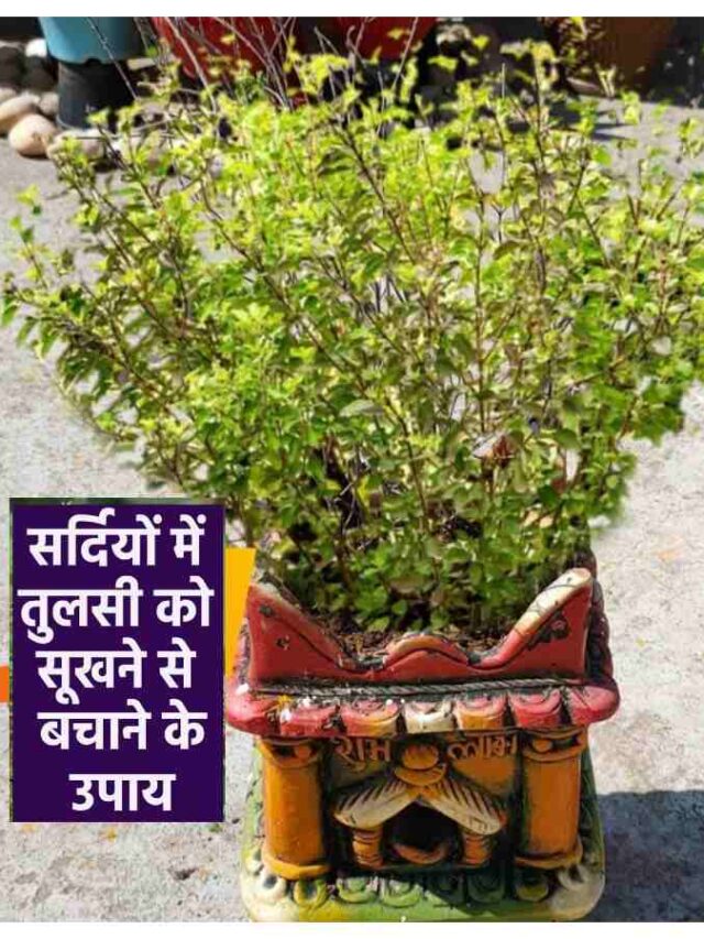 tulsi 9