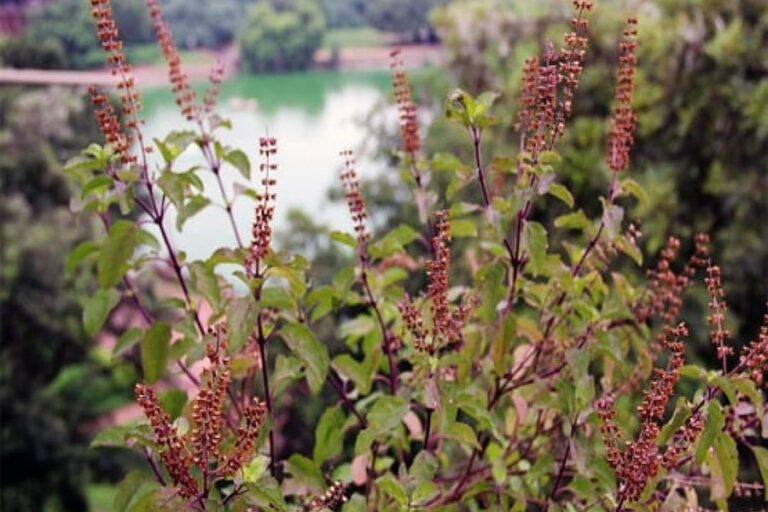 Tulsi Vastu: जल देने से बार बार सूख रही हैं तुलसी, तो आपके दुखों का दे रहीं संकेत