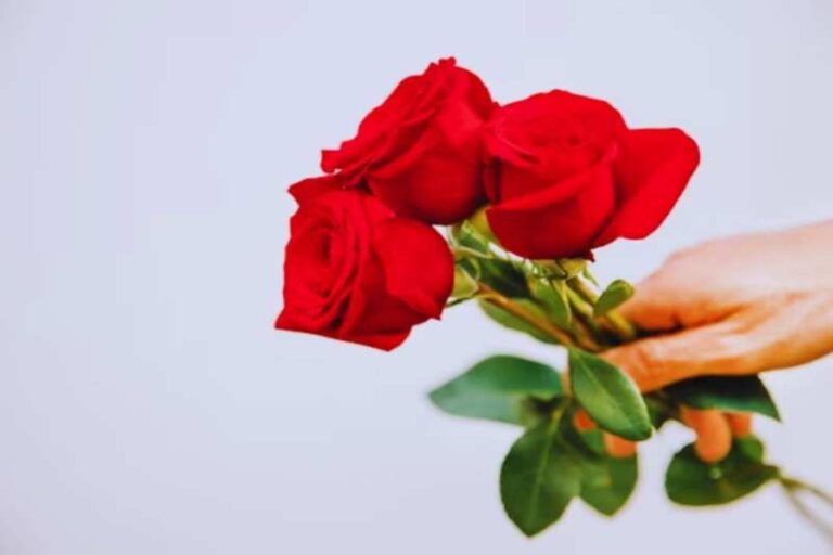 Rose Day 2024: जानिए गुलाब देकर प्यार जताने का दिन रोज़ डे की कैसे हुई शुरूआत