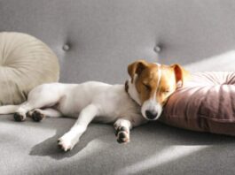 Dog in Dream