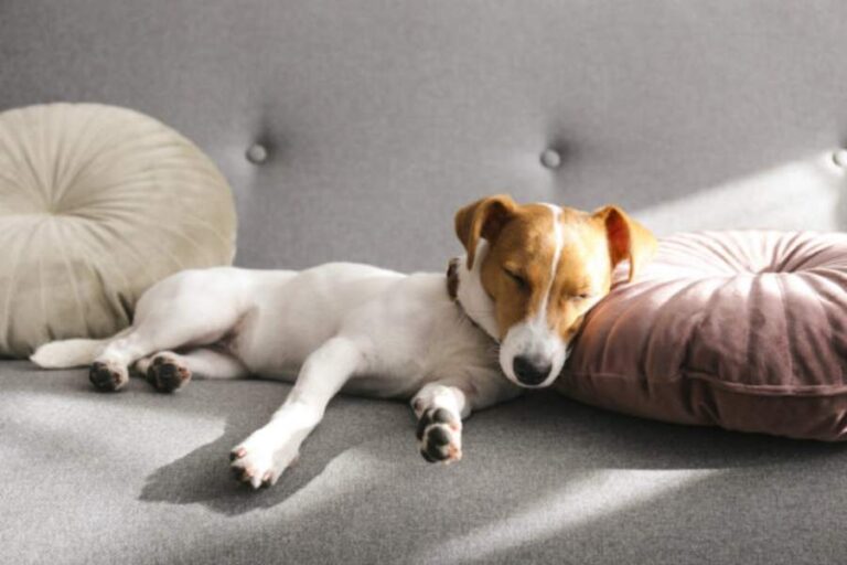 Dog in Dream