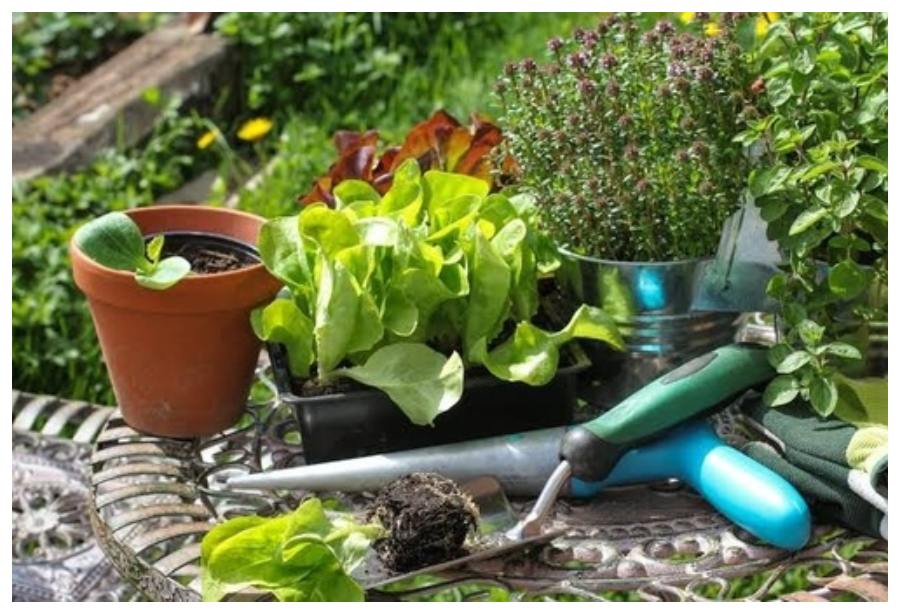 Get Free Plants
