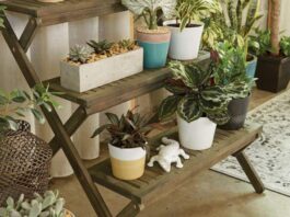 Indoor Plants Gift Ideas