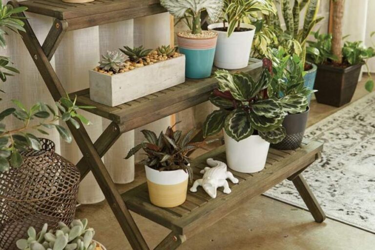 Indoor Plants Gift Ideas
