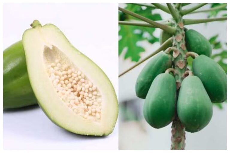 Kaccha Papita Khane Ke Faayde: वेट लॉस से लेकर इम्यूनिटी बूस्ट समेत ये 7 फायदें पहुचाता है कच्चा पपीता, जानें