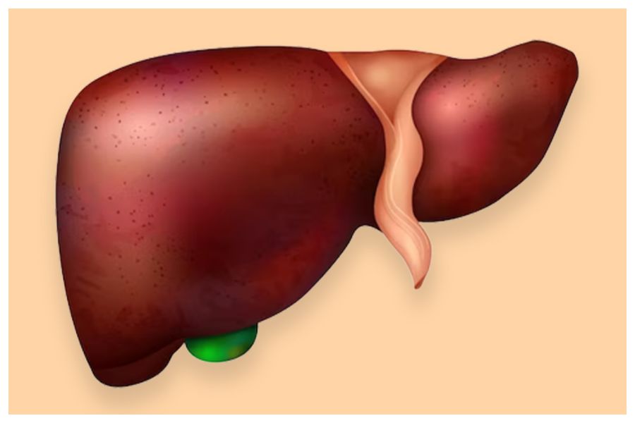 Liver