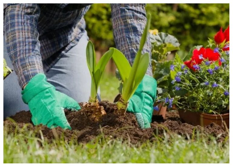 Plants Care In Summer: गर्मियों में घर की बागवानी को हरा-भरा रखने के लिए इस तरह करें देखभाल, लू और तपन से बचाएं ऐसे