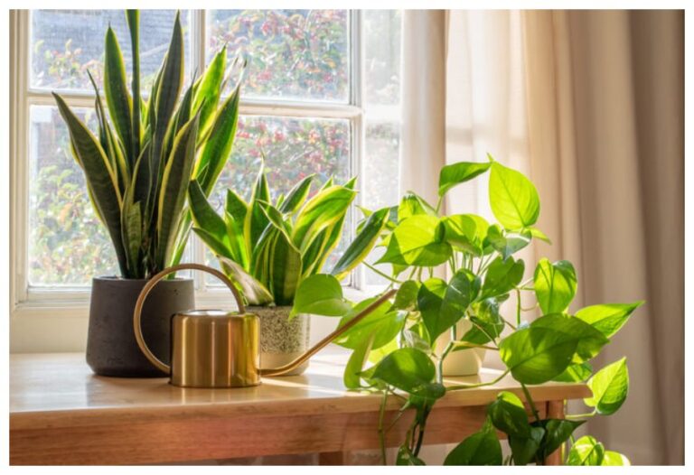 Plants For Better Health: ये 8 पौधें शुद्ध हवा के साथ सेहत को पहुचातें हैं फायदें, घर-ऑफिस में रखें इन्हें