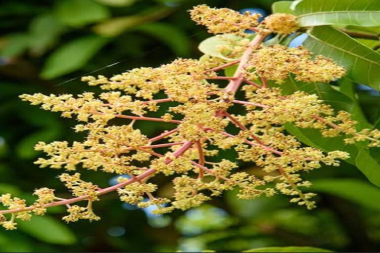 Mango Flower Vastu: बसंत पंचमी पर क्यों देखना शुभ होता है आम की डाल में निकले पीले बौर