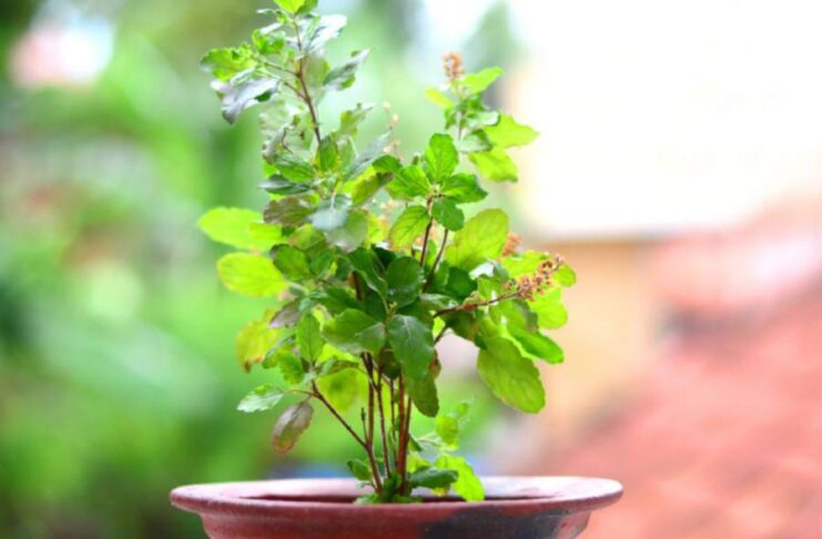 Tulsi Money Tips