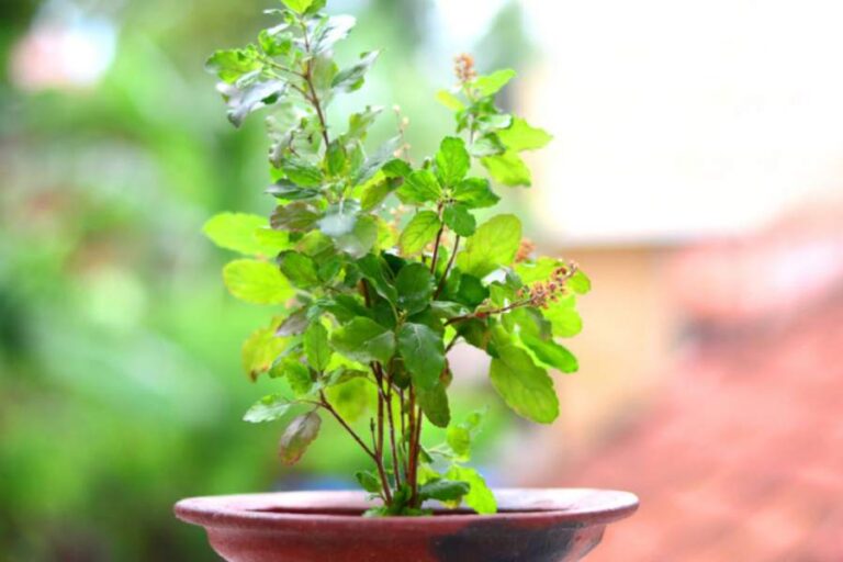Tulsi Money Tips