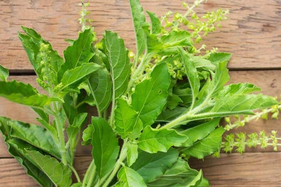 Tulsi Patta Tulsi Patta