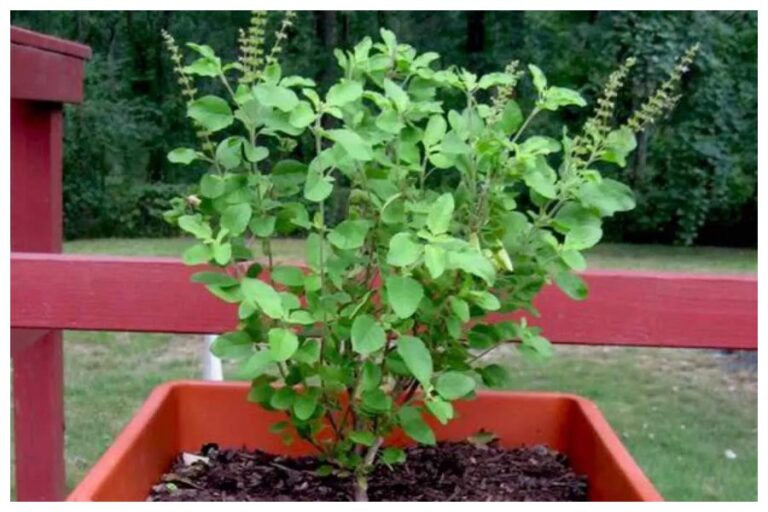 Tulsi Plant Vastu: तुलसी का पौधा इन जगहों पर भूल से भी न रखें, नहीं तो पड़ जाएंगे लेने के देने