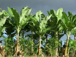 Vastu Tips For Banana Tree