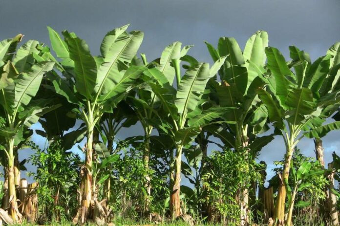 Vastu Tips For Banana Tree