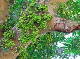 Vastu Tips Gular Tree