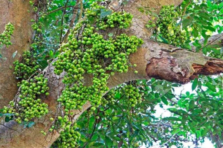 Vastu Tips Gular Tree